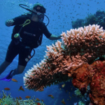 Exploring Egypts Underwater Paradise